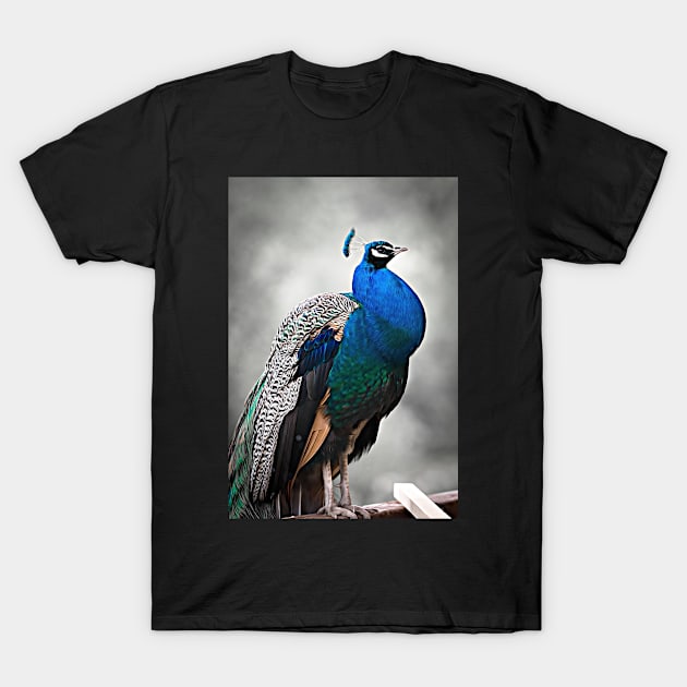 Peacock Painting T-Shirt by Artaron